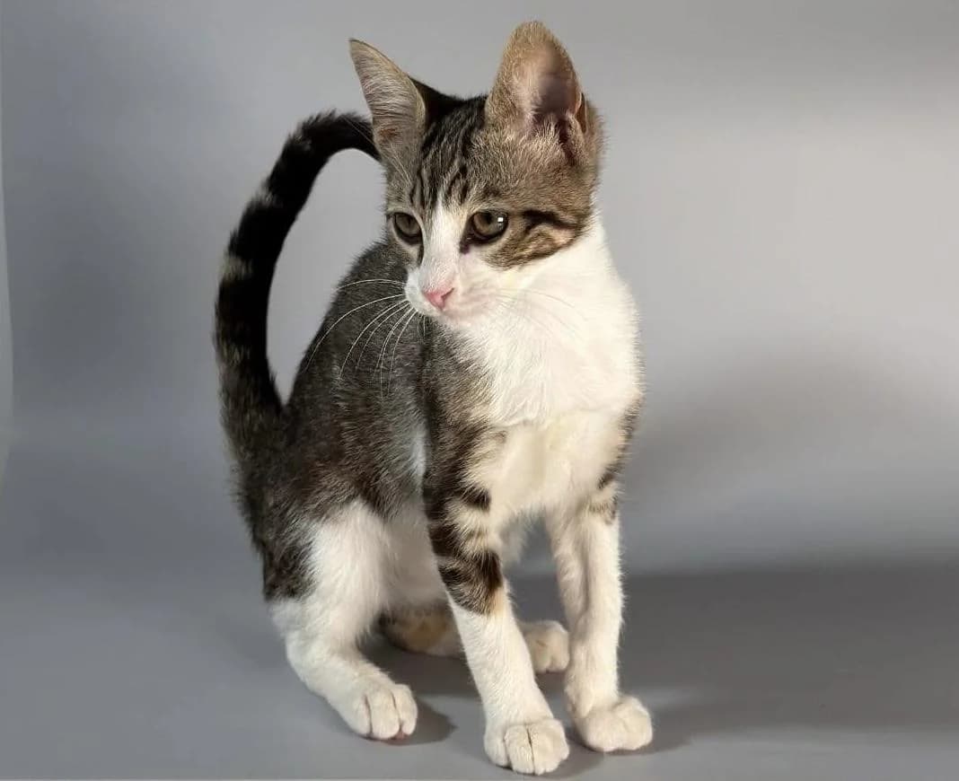 Dream 🐾 die Traumkatze, female puppy mixed breed for adoption at Heroes for Cyprus Cats / Zypernkatzen, Kirchheim bei München