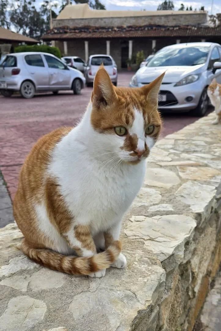 Aladar, male 3yo mixed breed for adoption at Heroes for Cyprus Cats / Zypernkatzen, Kirchheim bei München