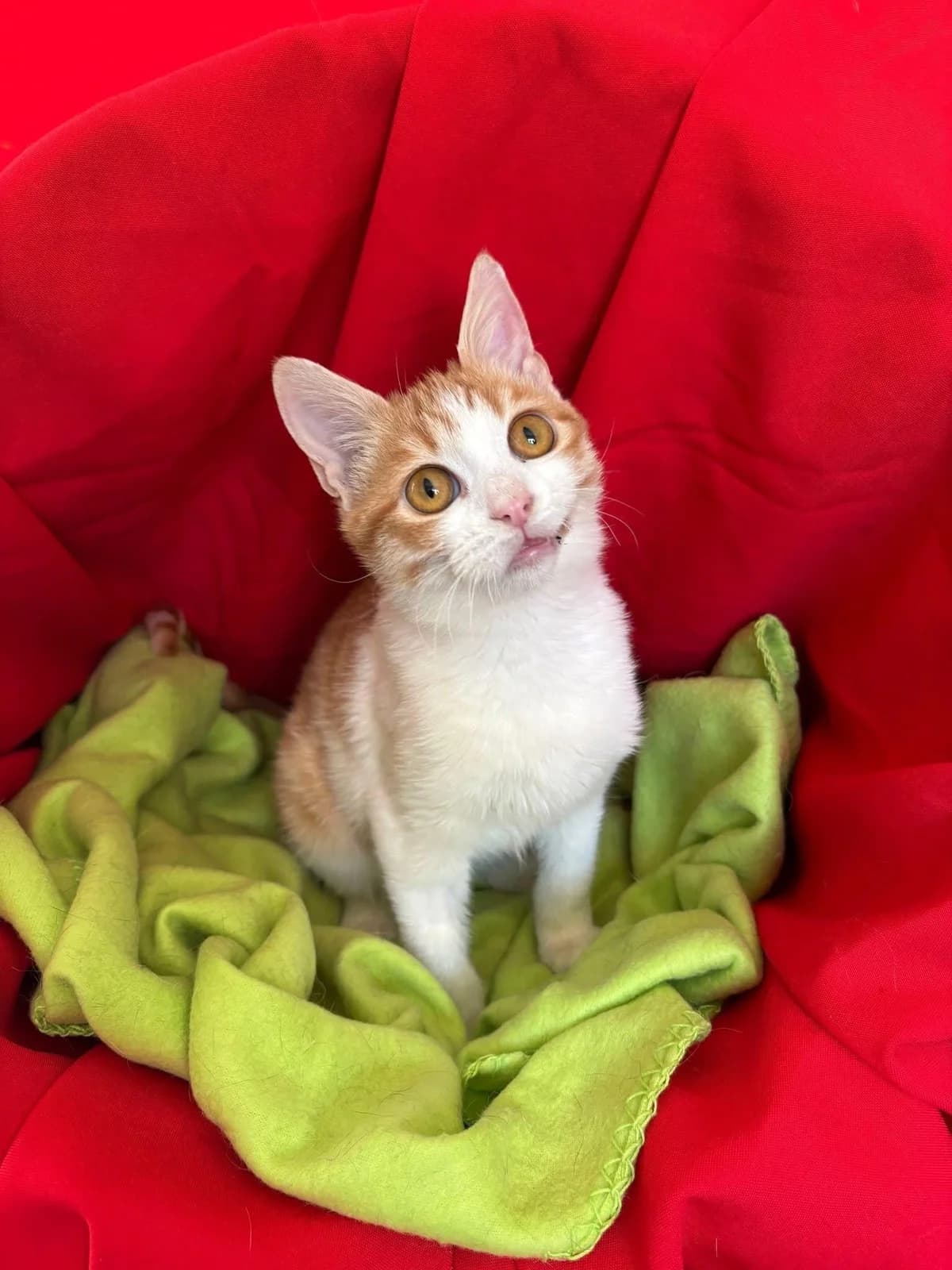 Solca 🐾 die Hobbyschmuserin 😻, female young mixed breed for adoption at Heroes for Cyprus Cats / Zypernkatzen, Kirchheim bei München