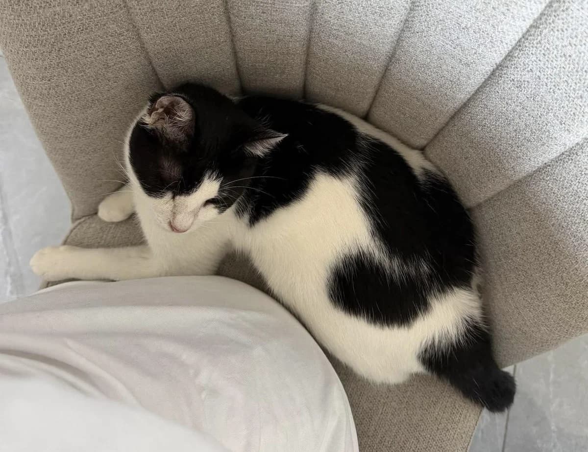 Arwen 🐾 immer auf dem Sprung, male young mixed breed for adoption at Heroes for Cyprus Cats / Zypernkatzen, Kirchheim bei München