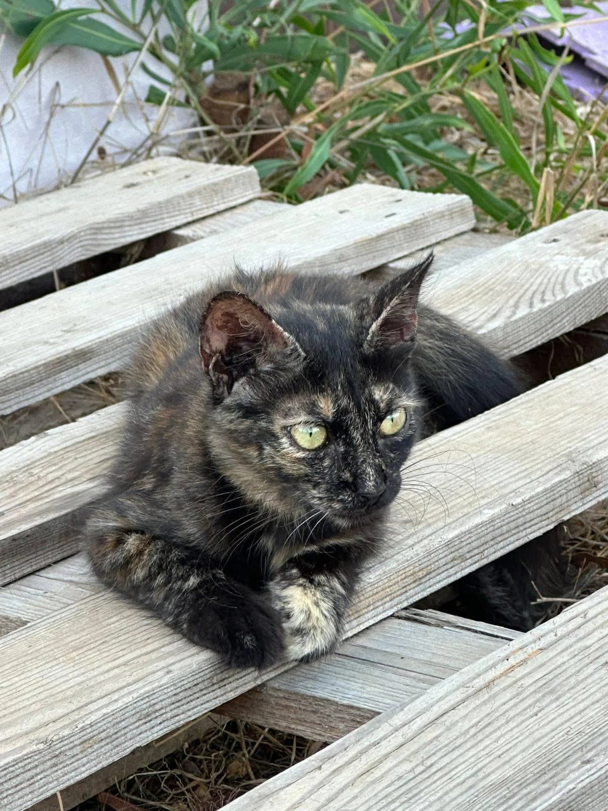 Faith 🐾, female young mixed breed for adoption at Heroes for Cyprus Cats / Zypernkatzen, Kirchheim bei München