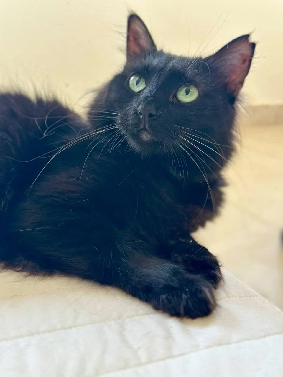 Lunka 🐾 die Zauberkatze 🪄, female young mixed breed for adoption at Heroes for Cyprus Cats / Zypernkatzen, Kirchheim bei München