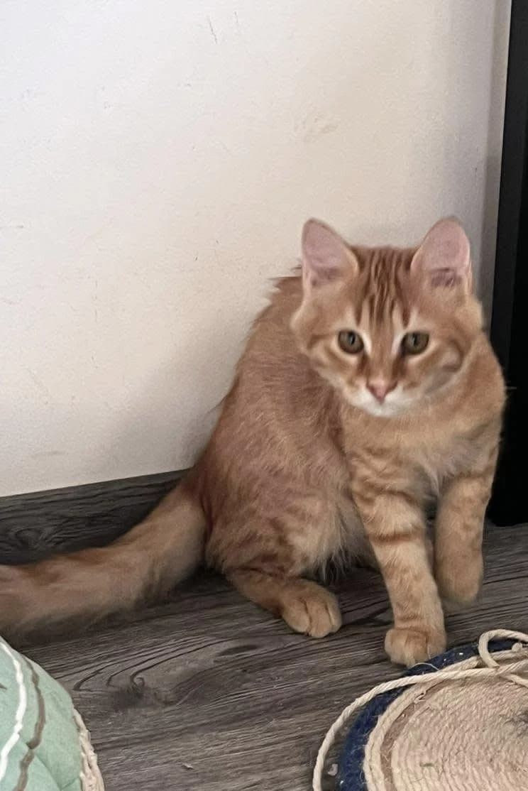 Carrot 🥕 kleiner Flammenpelz 🐾, male young mixed breed for adoption at Heroes for Cyprus Cats / Zypernkatzen, Kirchheim bei München