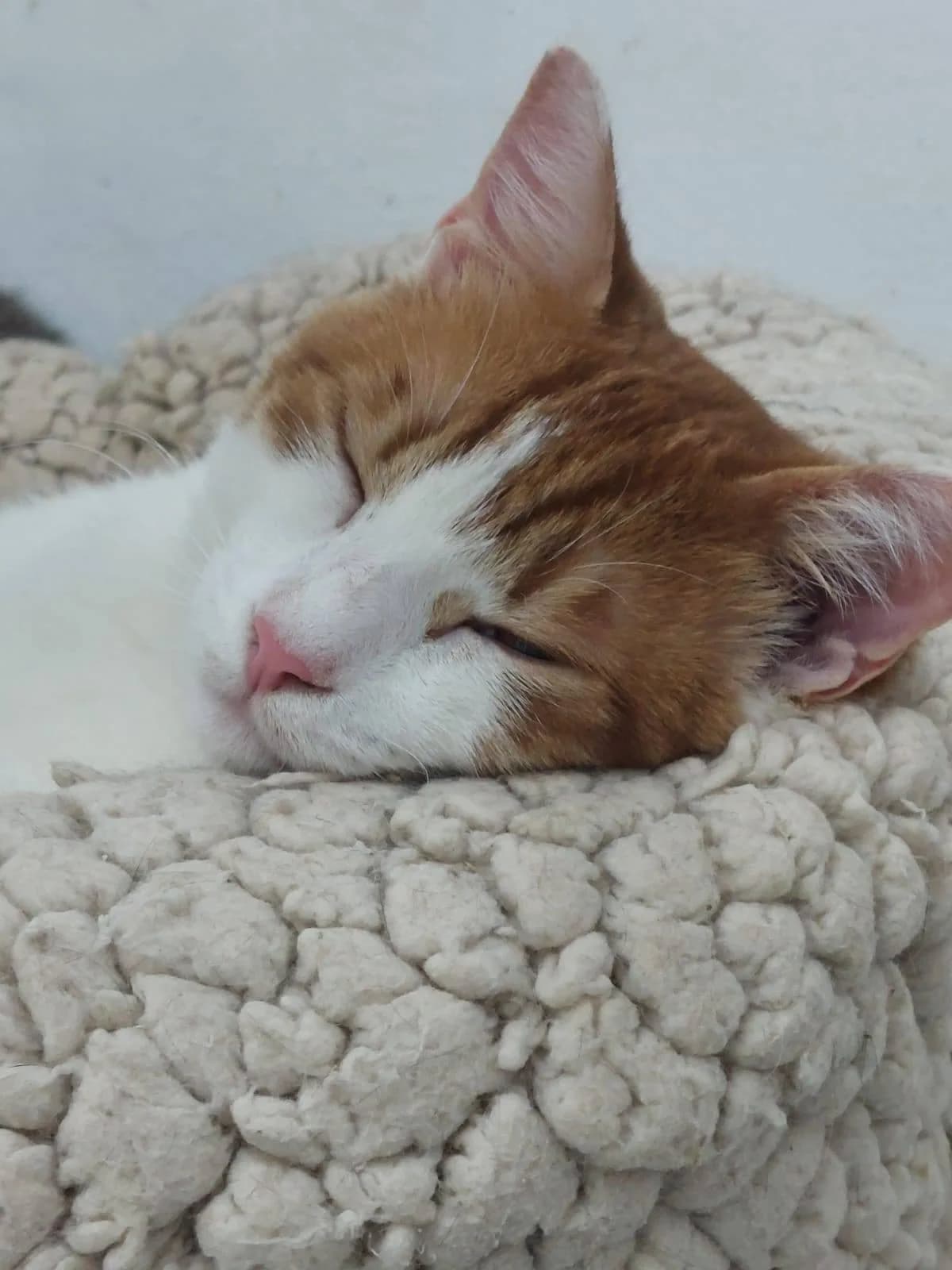 Taz 🐾 schaut immer wieder verdutzt, male young mixed breed for adoption at Heroes for Cyprus Cats / Zypernkatzen, Kirchheim bei München