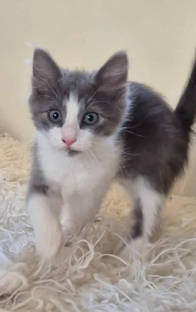 Leo 🐾 der Anhängliche, male puppy mixed breed for adoption at Heroes for Cyprus Cats / Zypernkatzen, Kirchheim bei München