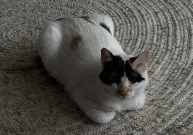 Miu 🐾, female young mixed breed for adoption at Heroes for Cyprus Cats / Zypernkatzen, Kirchheim bei München