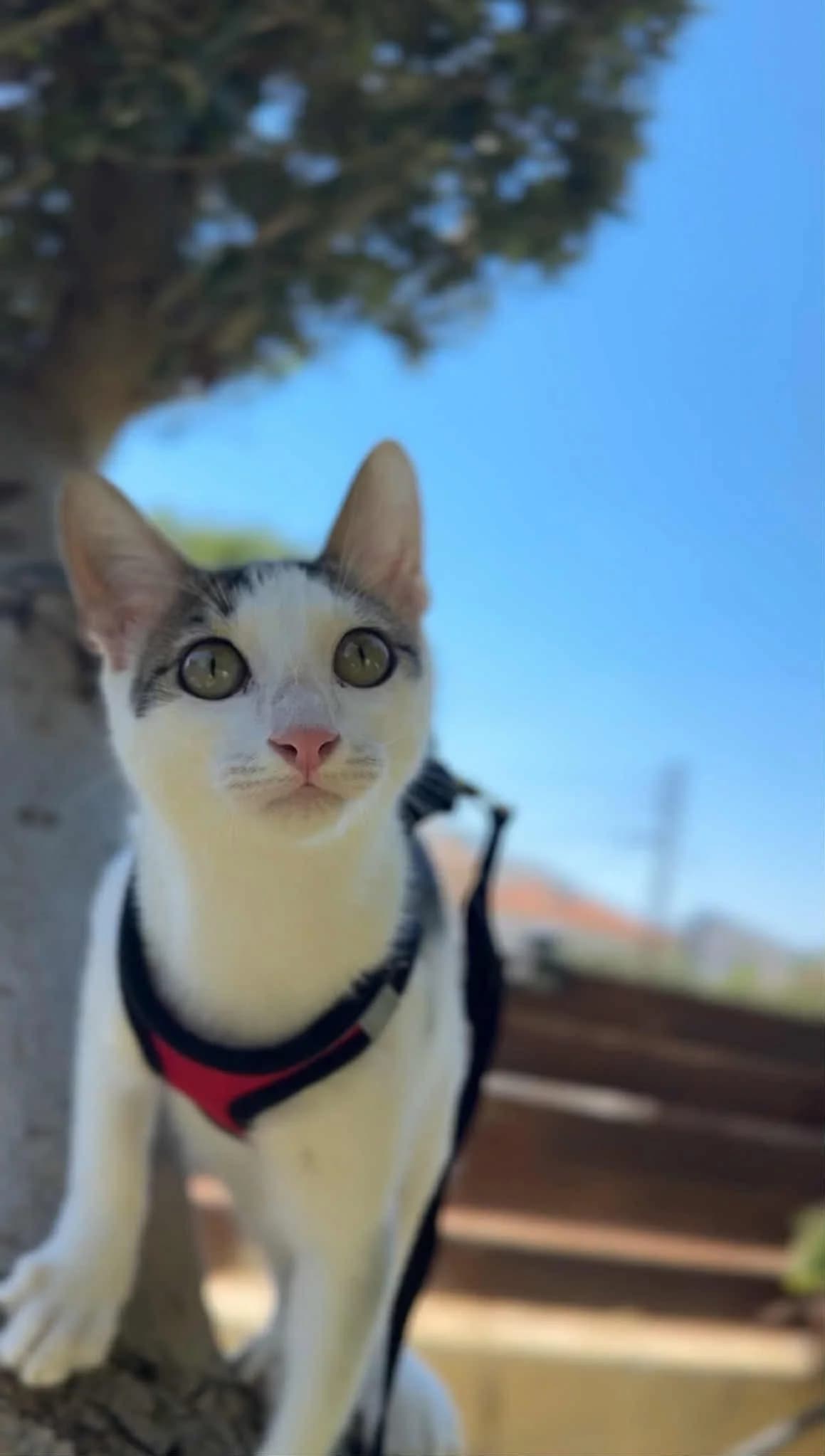 Stevy 🐾 antwortet mit Schnurren, male young mixed breed for adoption at Heroes for Cyprus Cats / Zypernkatzen, Kirchheim bei München