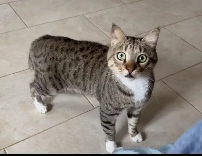 Grae 🐾, male 3yo mixed breed for adoption at Heroes for Cyprus Cats / Zypernkatzen, Kirchheim bei München