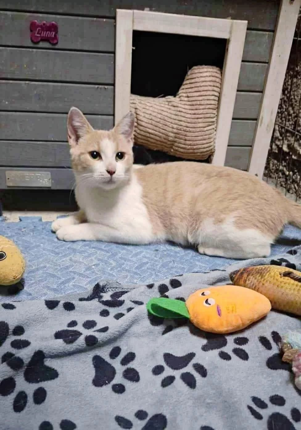 Gigi 🐾, female young mixed breed for adoption at Heroes for Cyprus Cats / Zypernkatzen, Kirchheim bei München