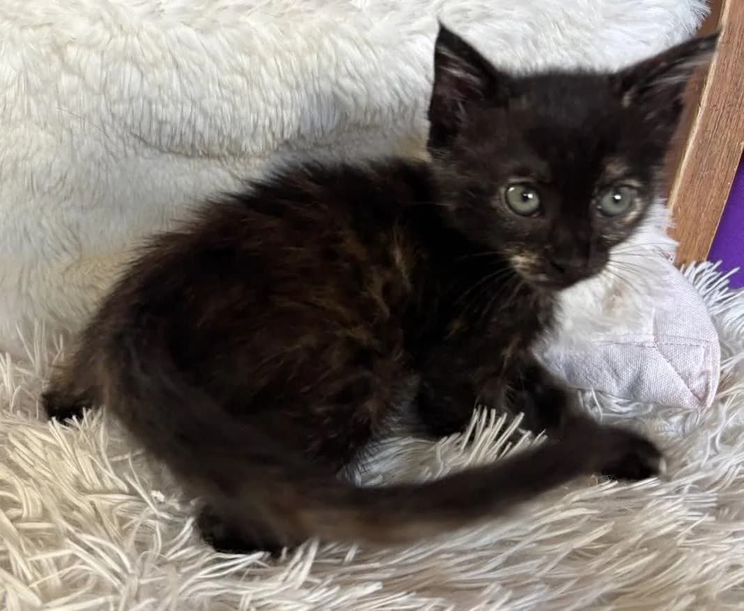 Irvin 🐾 verspielt & verfressen, female puppy mixed breed for adoption at Heroes for Cyprus Cats / Zypernkatzen, Kirchheim bei München