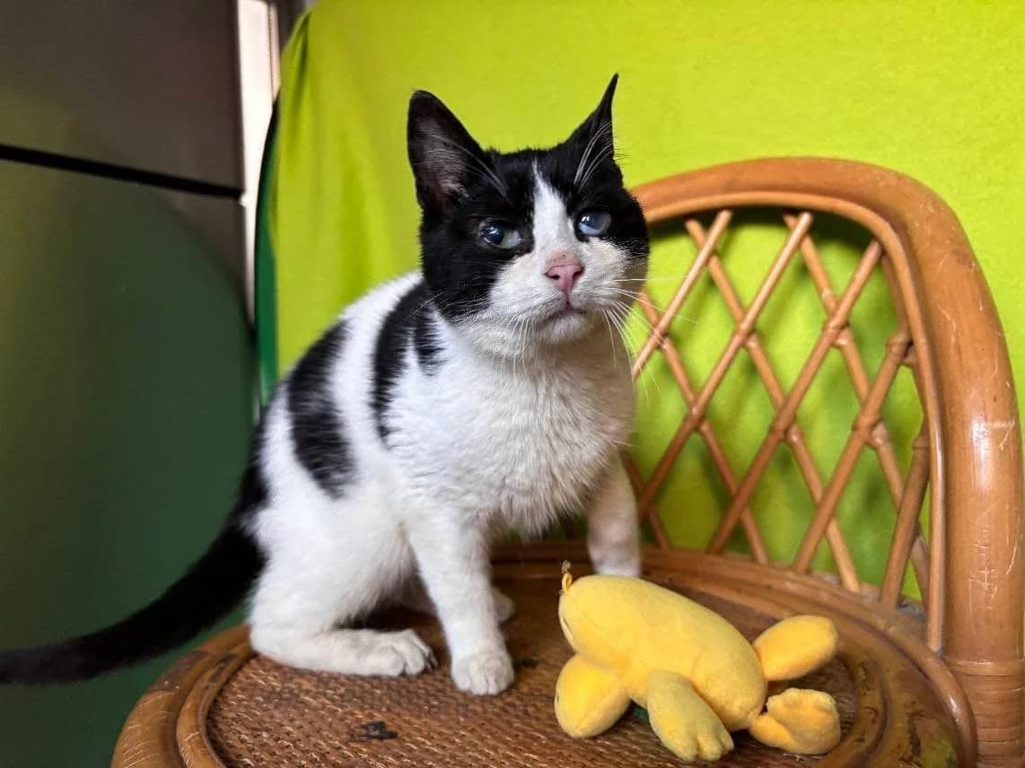Kamysh, male young mixed breed for adoption at Heroes for Cyprus Cats / Zypernkatzen, Kirchheim bei München