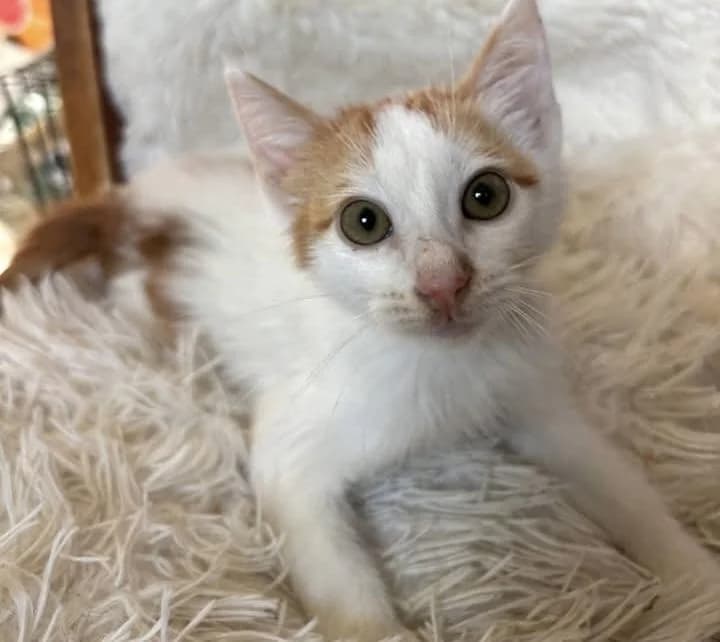 Pasta 🐾 zuckersüß, female puppy mixed breed for adoption at Heroes for Cyprus Cats / Zypernkatzen, Kirchheim bei München