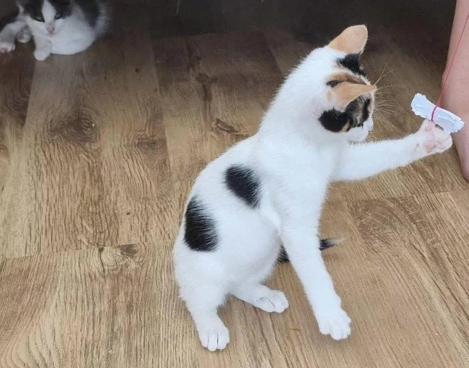 Freya 🐾, female puppy mixed breed for adoption at Heroes for Cyprus Cats / Zypernkatzen, Kirchheim bei München