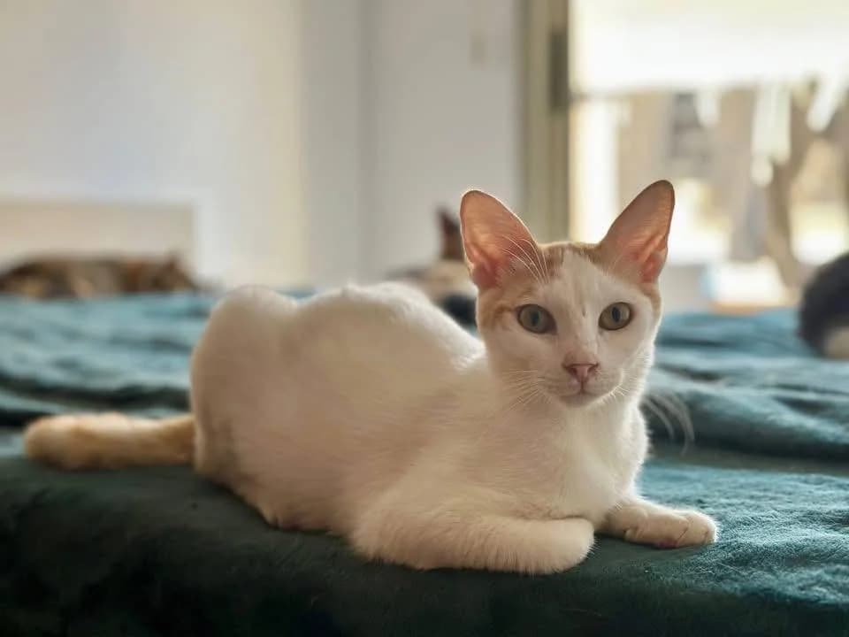 Pupa 🐾 ruhig und verschmust, female puppy mixed breed for adoption at Heroes for Cyprus Cats / Zypernkatzen, Kirchheim bei München