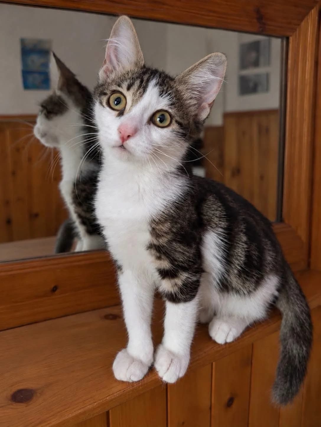 Lolik 🐾 kleiner Wirbelwind, male puppy mixed breed for adoption at Heroes for Cyprus Cats / Zypernkatzen, Kirchheim bei München