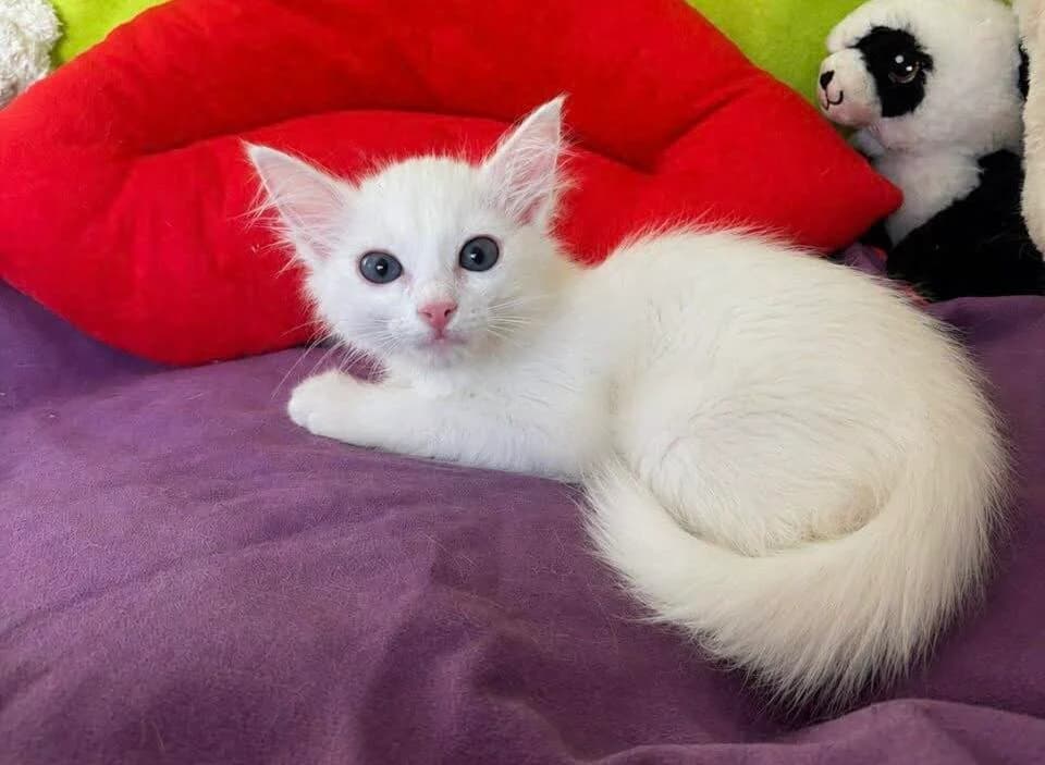 Ezio 🐾, male puppy mixed breed for adoption at Heroes for Cyprus Cats / Zypernkatzen, Kirchheim bei München