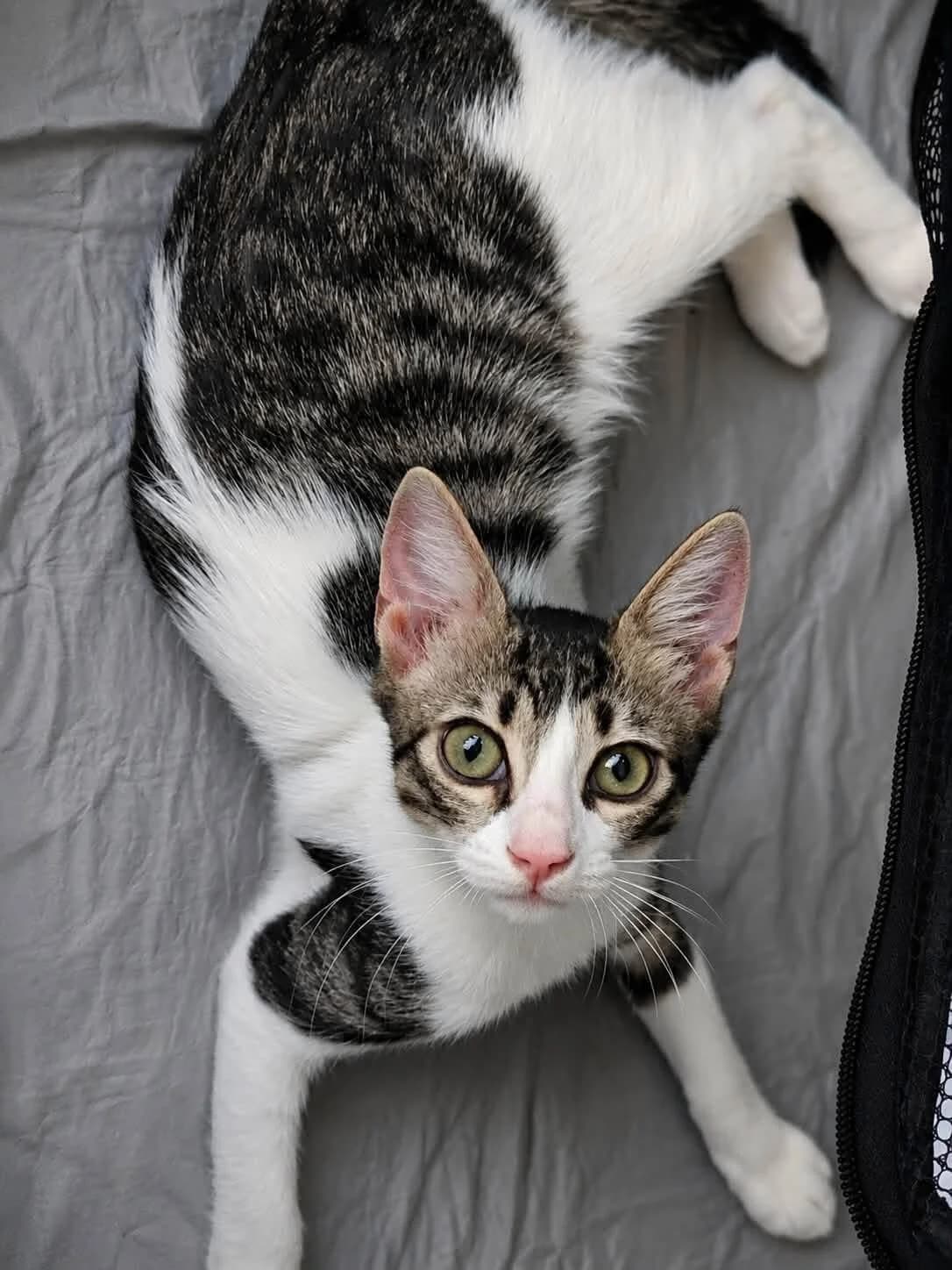 Prince 🐾 weiß was er will, weiß male puppy mixed breed for adoption at Heroes for Cyprus Cats / Zypernkatzen, Kirchheim bei München