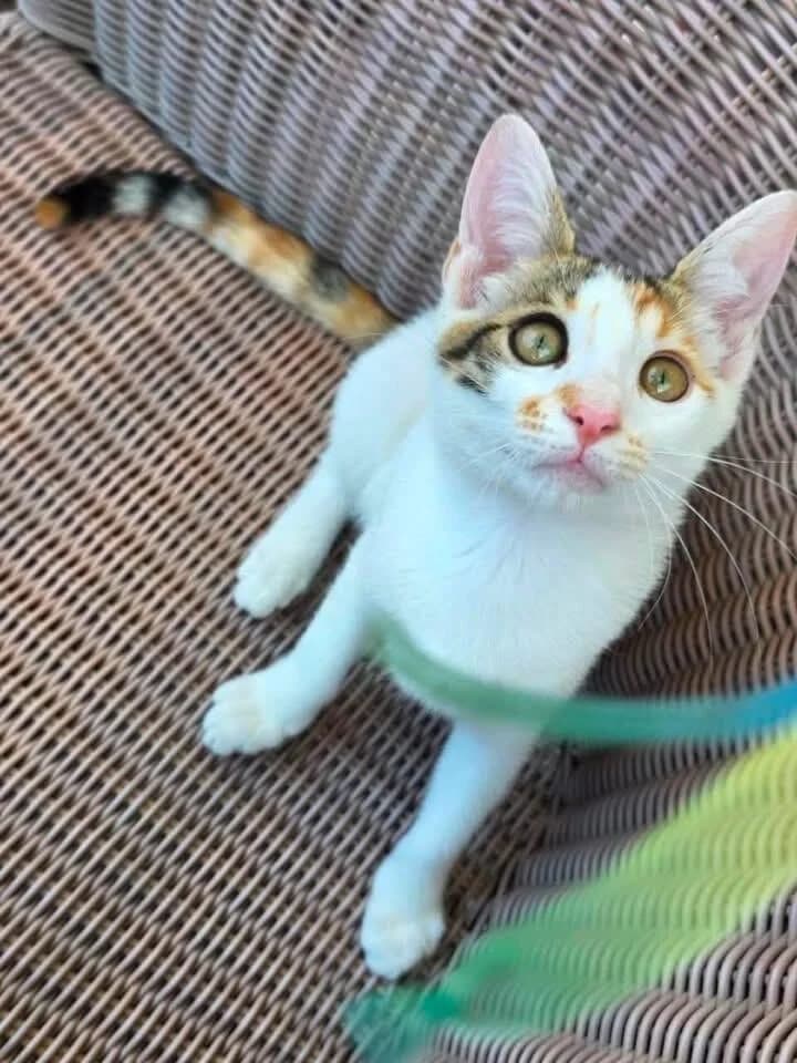 Knopka 🐾 hörte auf ihr Bauchgefühl, female puppy mixed breed for adoption at Heroes for Cyprus Cats / Zypernkatzen, Kirchheim bei München
