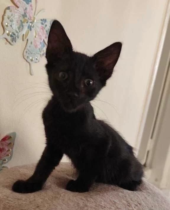 Panter 🐾 will mit jedem befreundet sein, male mixed breed for adoption at Heroes for Cyprus Cats / Zypernkatzen, Kirchheim bei München