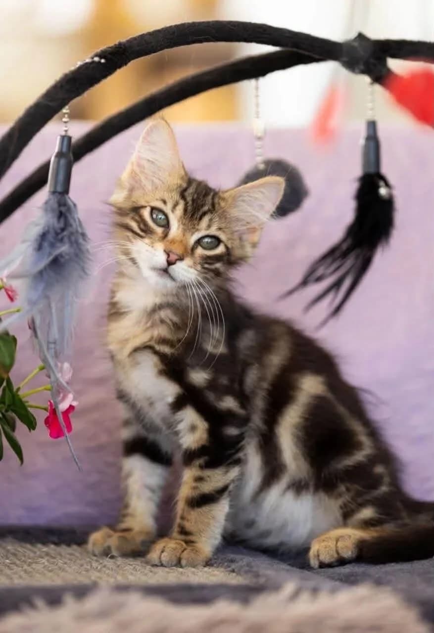 Lenos 🐾 süß und aktiv, male mixed breed for adoption at Heroes for Cyprus Cats / Zypernkatzen, Kirchheim bei München