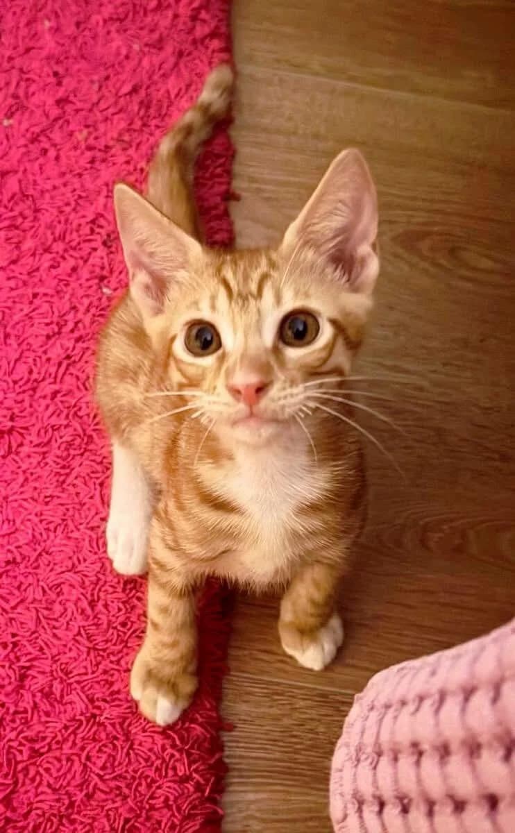 Semion 🐾 lässt sich gern chauffieren, male mixed breed for adoption at Heroes for Cyprus Cats / Zypernkatzen, Kirchheim bei München