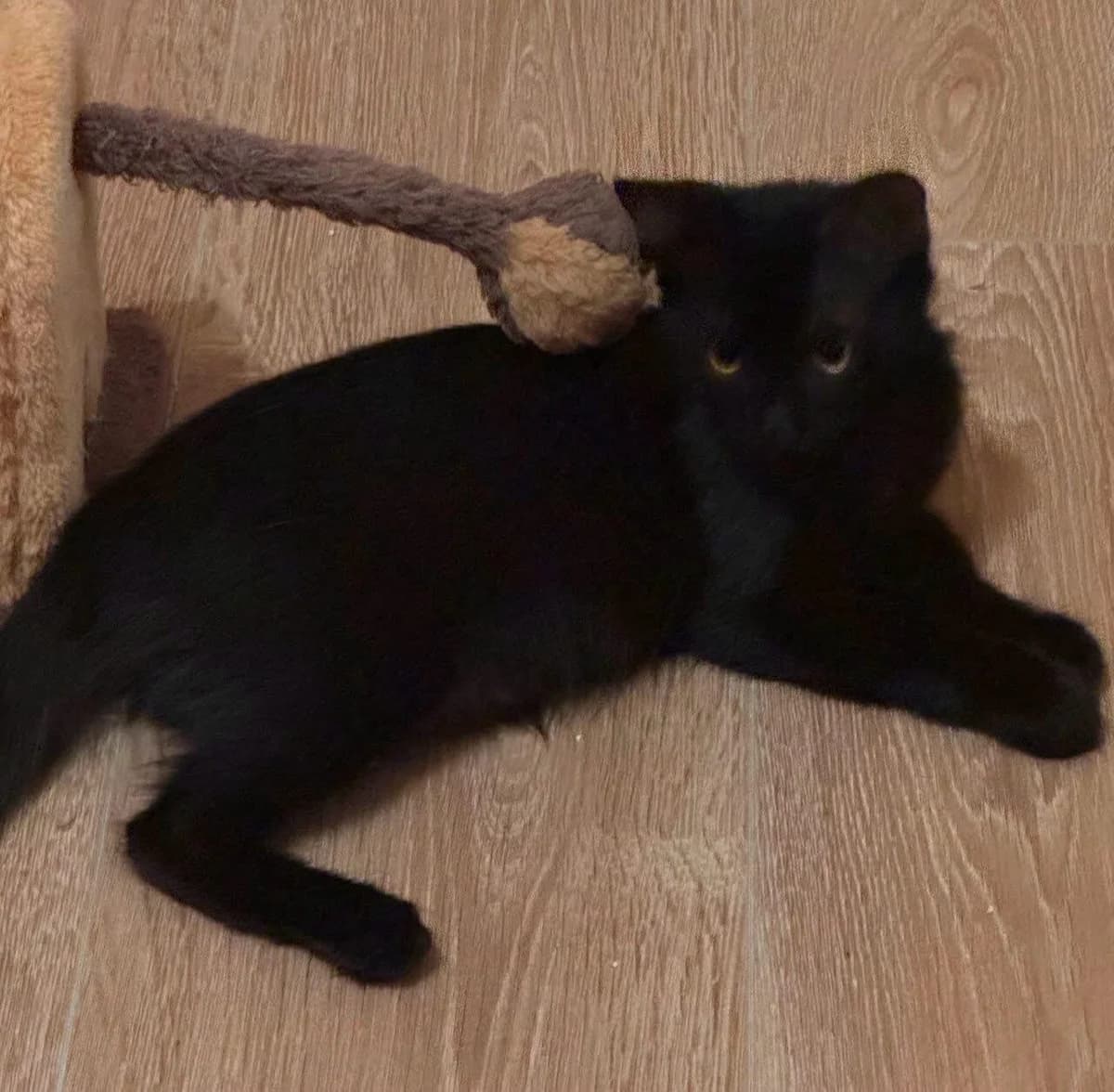 Nui 🐾 die Kuschelmaus, female mixed breed for adoption at Heroes for Cyprus Cats / Zypernkatzen, Kirchheim bei München