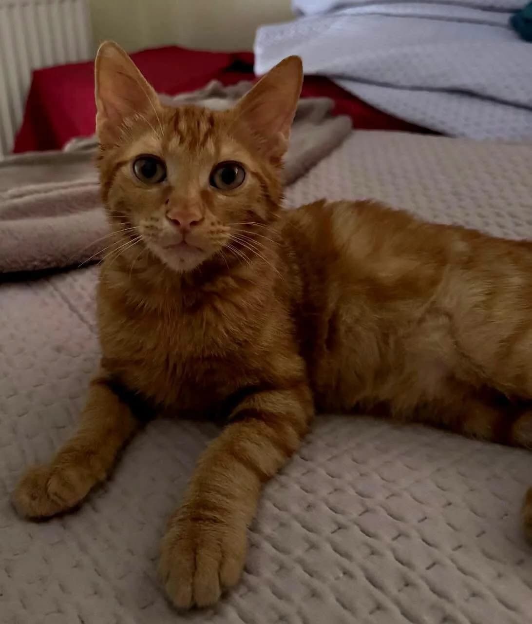 Alonso 🐾 mit der Spielsucht, male mixed breed for adoption at Heroes for Cyprus Cats / Zypernkatzen, Kirchheim bei München