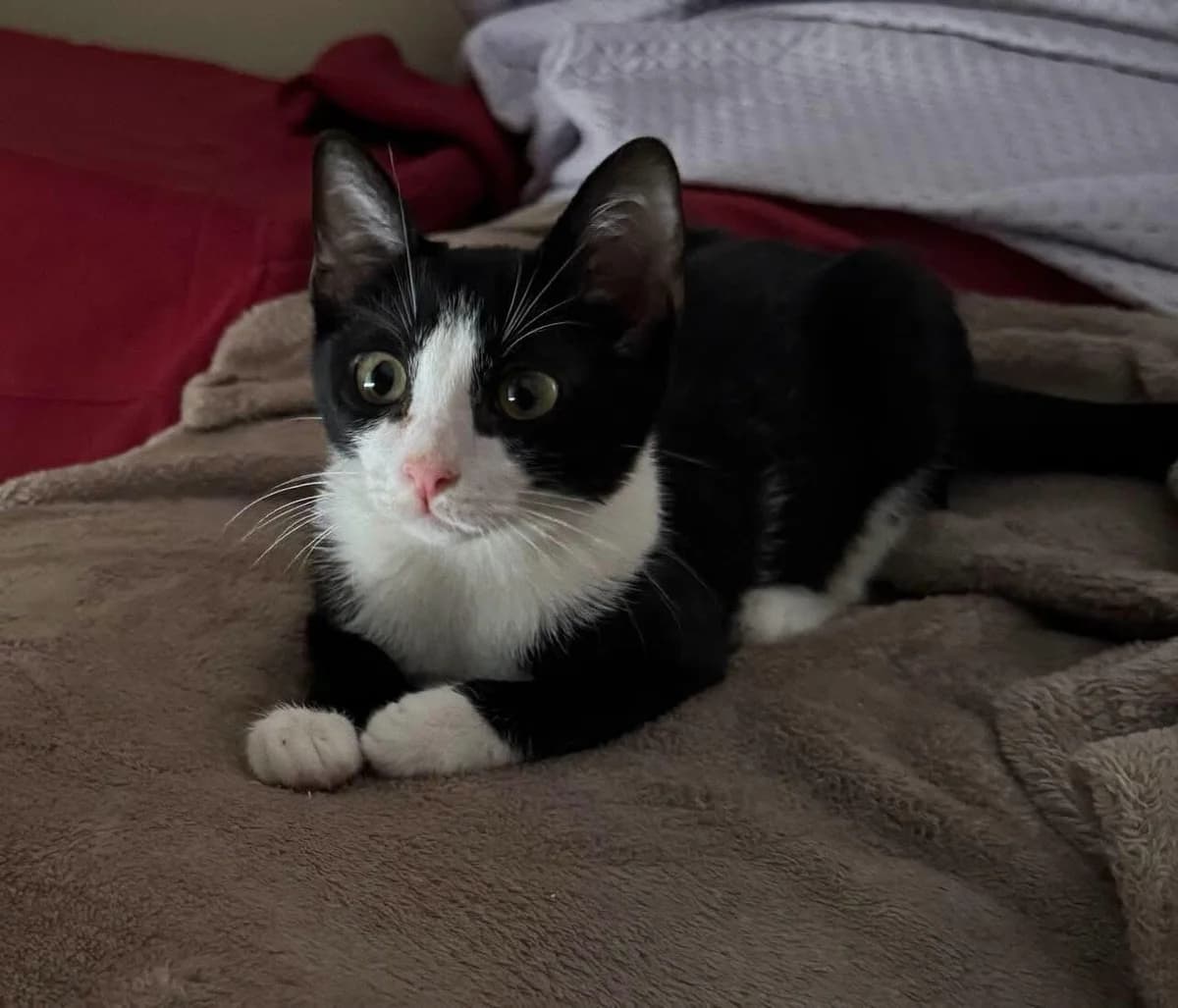 Kori 🐾 die Teamplayerin, female mixed breed for adoption at Heroes for Cyprus Cats / Zypernkatzen, Kirchheim bei München