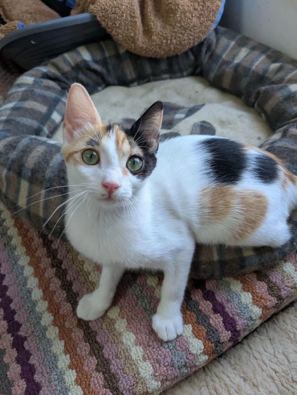 Yutta 🐾 die verschmuste Entdeckerin, female mixed breed for adoption at Heroes for Cyprus Cats / Zypernkatzen, Kirchheim bei München