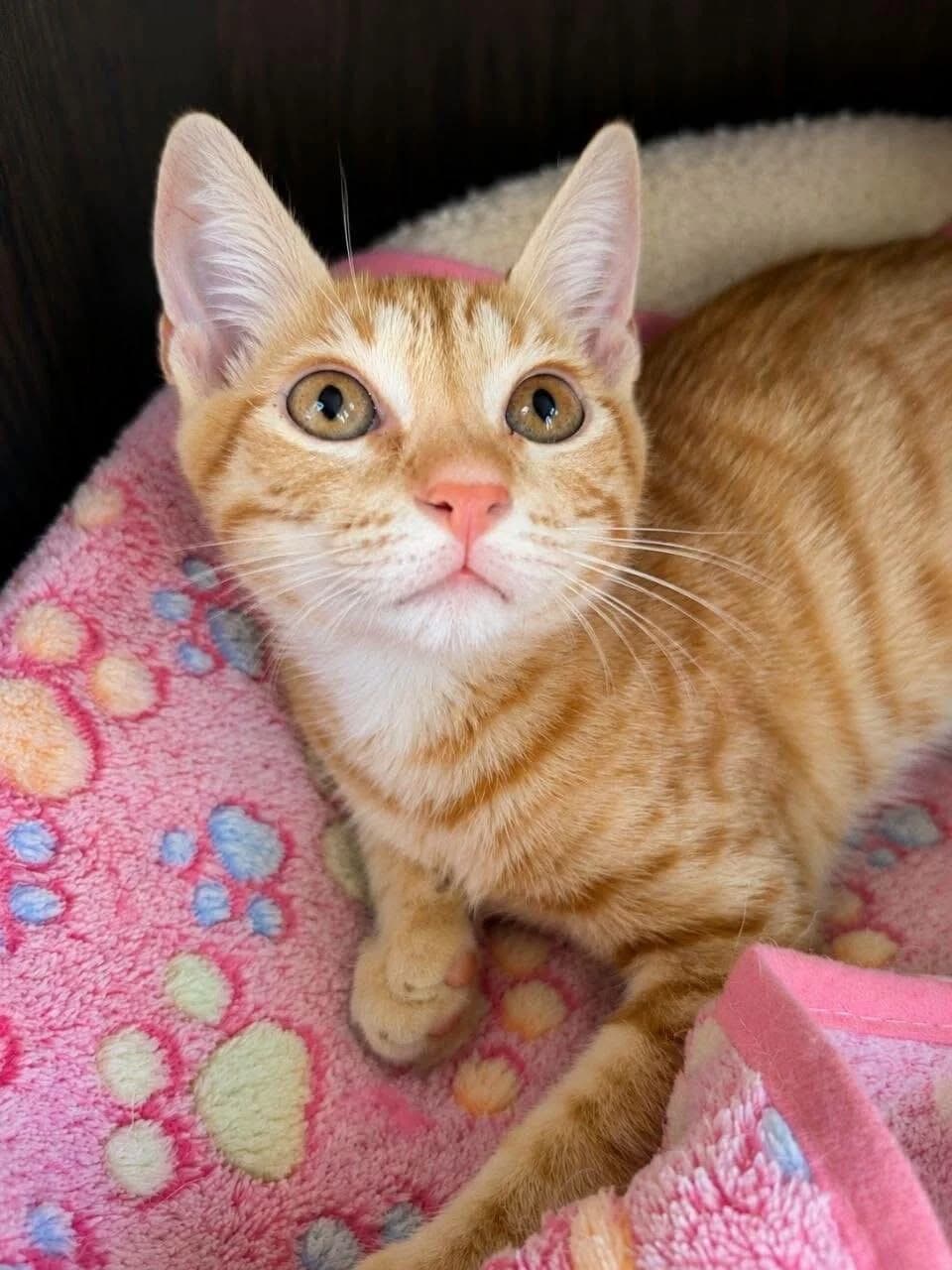 Pokko 🐾 der Schoßbesetzer, male mixed breed for adoption at Heroes for Cyprus Cats / Zypernkatzen, Kirchheim bei München