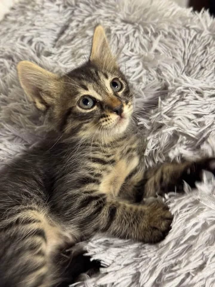 Haaland 🐾 der kleine Kater aus der dunklen Gasse, male mixed breed for adoption at Heroes for Cyprus Cats / Zypernkatzen, Kirchheim bei München