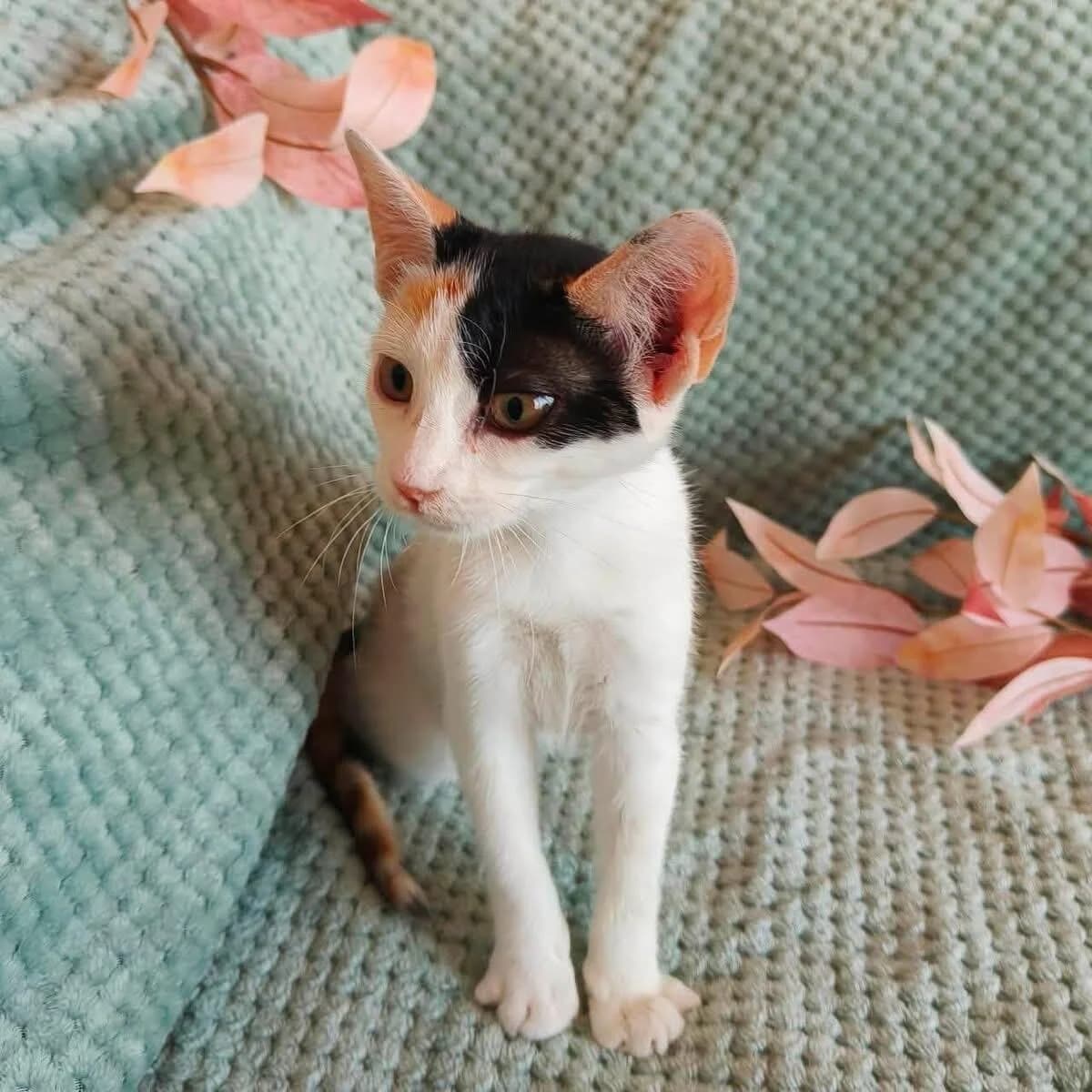 Linnea 🐾 nimmt alles ganz gelassen, female mixed breed for adoption at Heroes for Cyprus Cats / Zypernkatzen, Kirchheim bei München