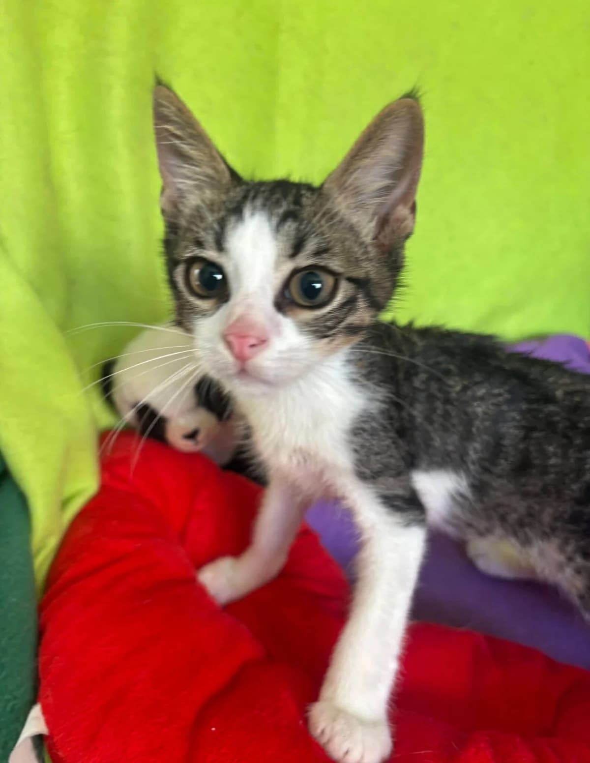 Jimmy 🐾 will nicht stillsitzen, male mixed breed for adoption at Heroes for Cyprus Cats / Zypernkatzen, Kirchheim bei München