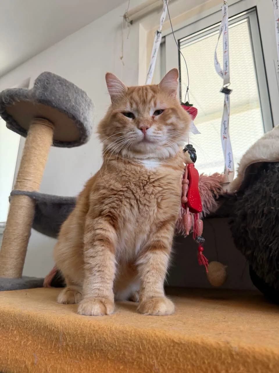 Jim Beam 🐾 die Whiskey, male mixed breed for adoption at Heroes for Cyprus Cats / Zypernkatzen, Kirchheim bei München