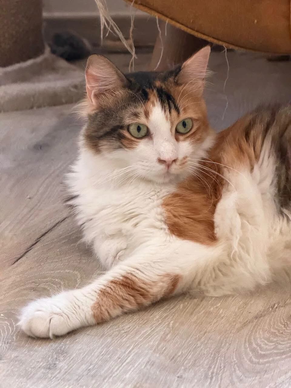 Yuzuki 🐾 hat es lieber ruhiger, female mixed breed for adoption at Heroes for Cyprus Cats / Zypernkatzen, Kirchheim bei München