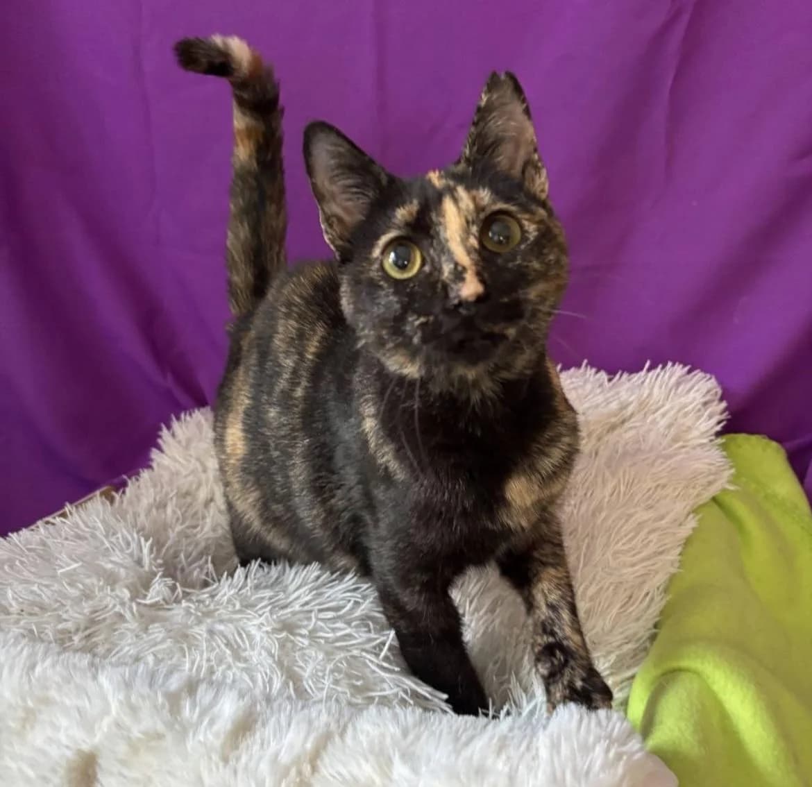 Kroha, female mixed breed for adoption at Heroes for Cyprus Cats / Zypernkatzen, Kirchheim bei München