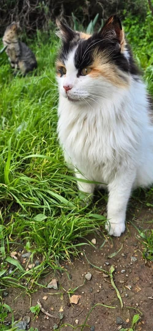 Molly 🐾 das flauschige Wölkchen, female mixed breed for adoption at Heroes for Cyprus Cats / Zypernkatzen, Kirchheim bei München