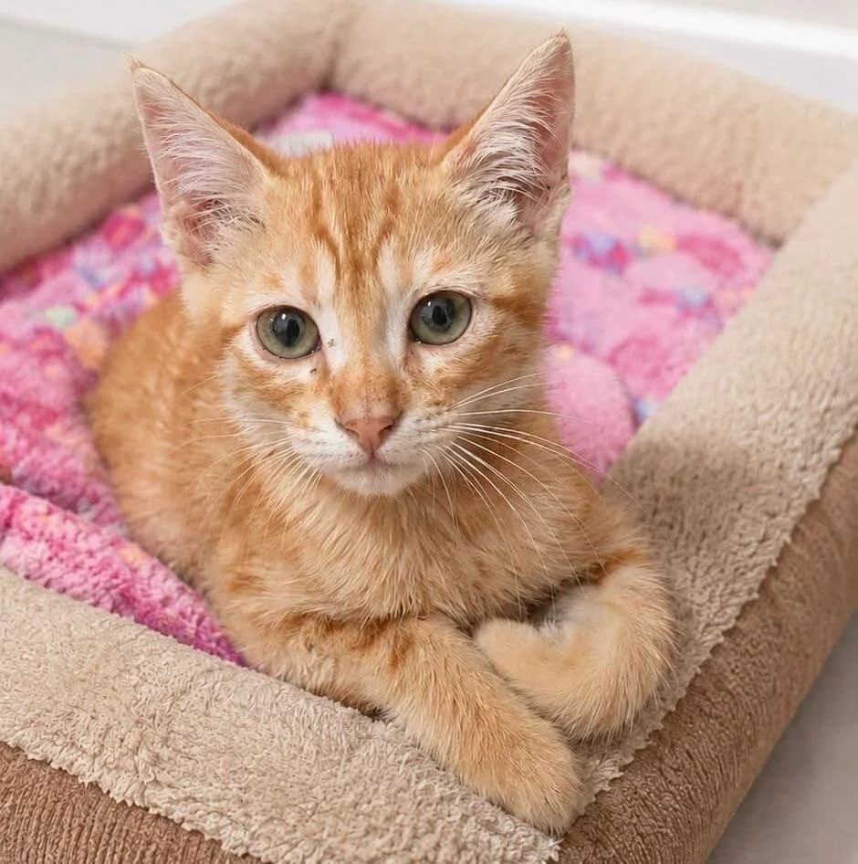 Aperol 🐾 entdeckt das Leben, male mixed breed for adoption at Heroes for Cyprus Cats / Zypernkatzen, Kirchheim bei München