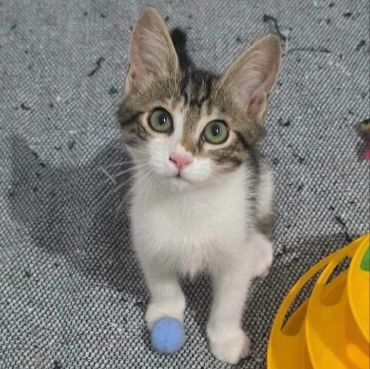 Limonchino 🐾 macht Zitronen zu Limonade, male mixed breed for adoption at Heroes for Cyprus Cats / Zypernkatzen, Kirchheim bei München