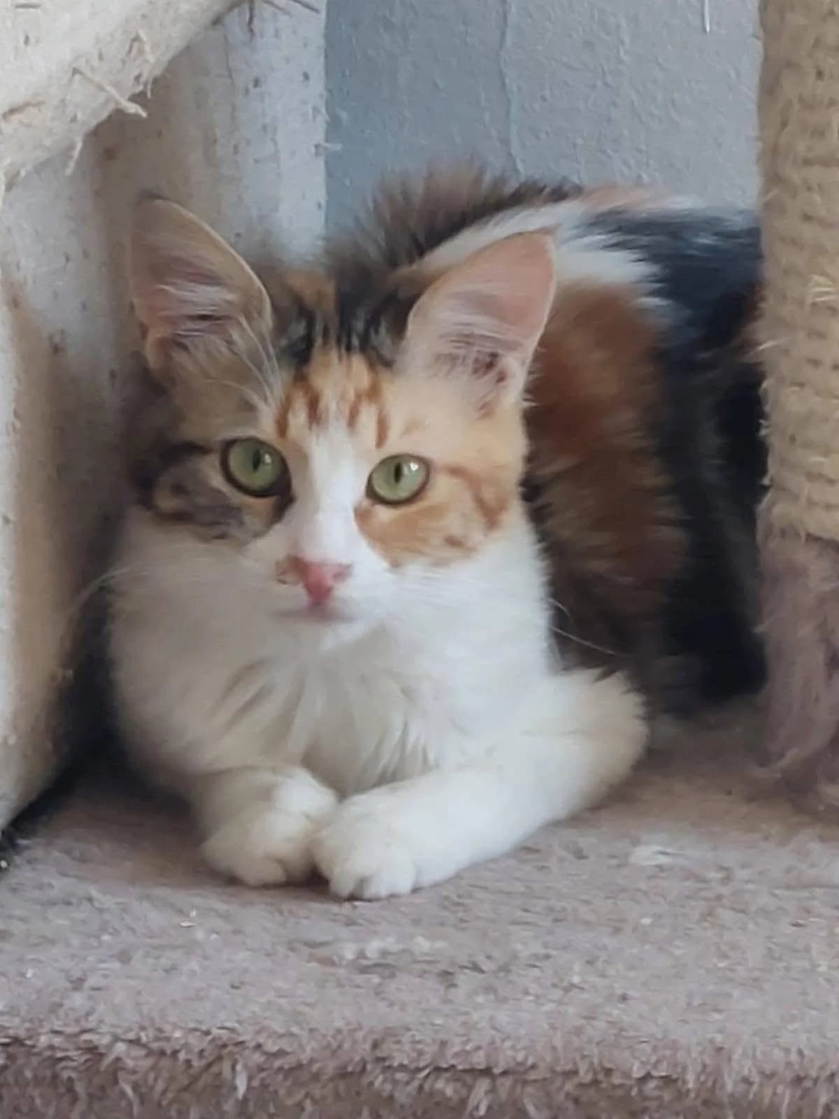 Lanai, female mixed breed for adoption at Heroes for Cyprus Cats / Zypernkatzen, Kirchheim bei München