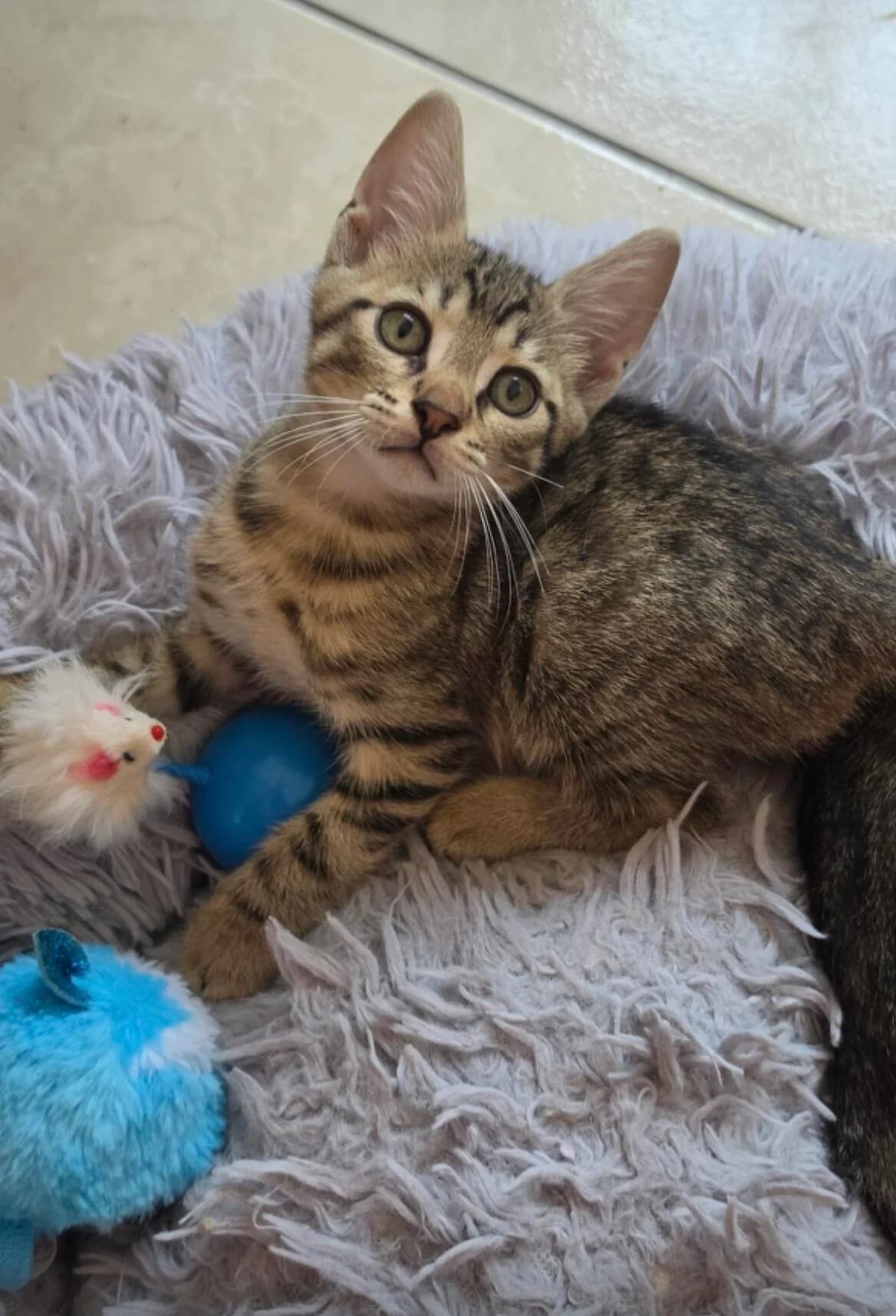 Bygul 🐾 süß wie Honig 🍯, female mixed breed for adoption at Heroes for Cyprus Cats / Zypernkatzen, Kirchheim bei München