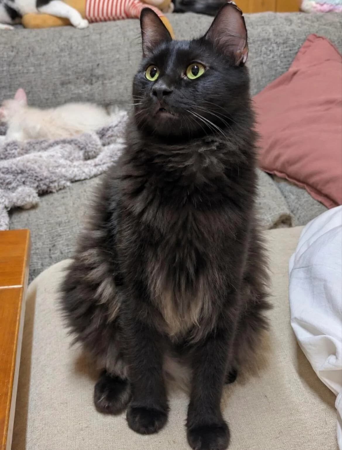 Gek 🐾 der schüchterne Schöne 🐈⬛, male young mixed breed for adoption at Heroes for Cyprus Cats / Zypernkatzen, Kirchheim bei München