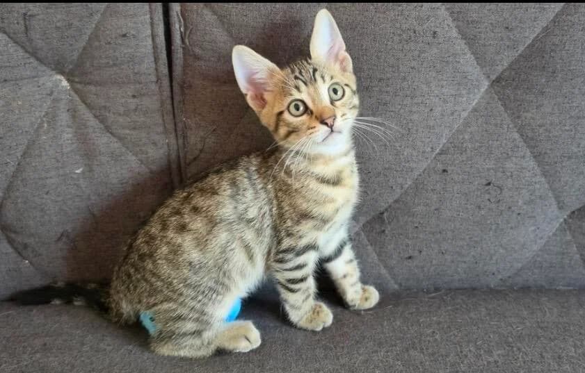 Murphy 🐾 weiß was er will 🏠, male puppy mixed breed for adoption at Heroes for Cyprus Cats / Zypernkatzen, Kirchheim bei München
