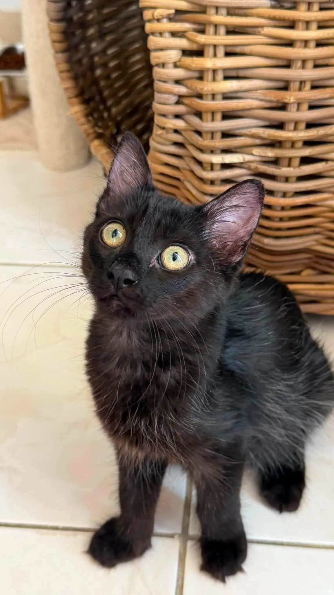 Nox 🐾 der Gückspilz 🍄, male puppy mixed breed for adoption at Heroes for Cyprus Cats / Zypernkatzen, Kirchheim bei München