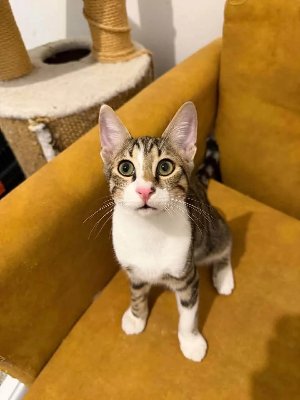 Taavi 🐾 von der Autobahn 🚗, male puppy mixed breed for adoption at Heroes for Cyprus Cats / Zypernkatzen, Kirchheim bei München