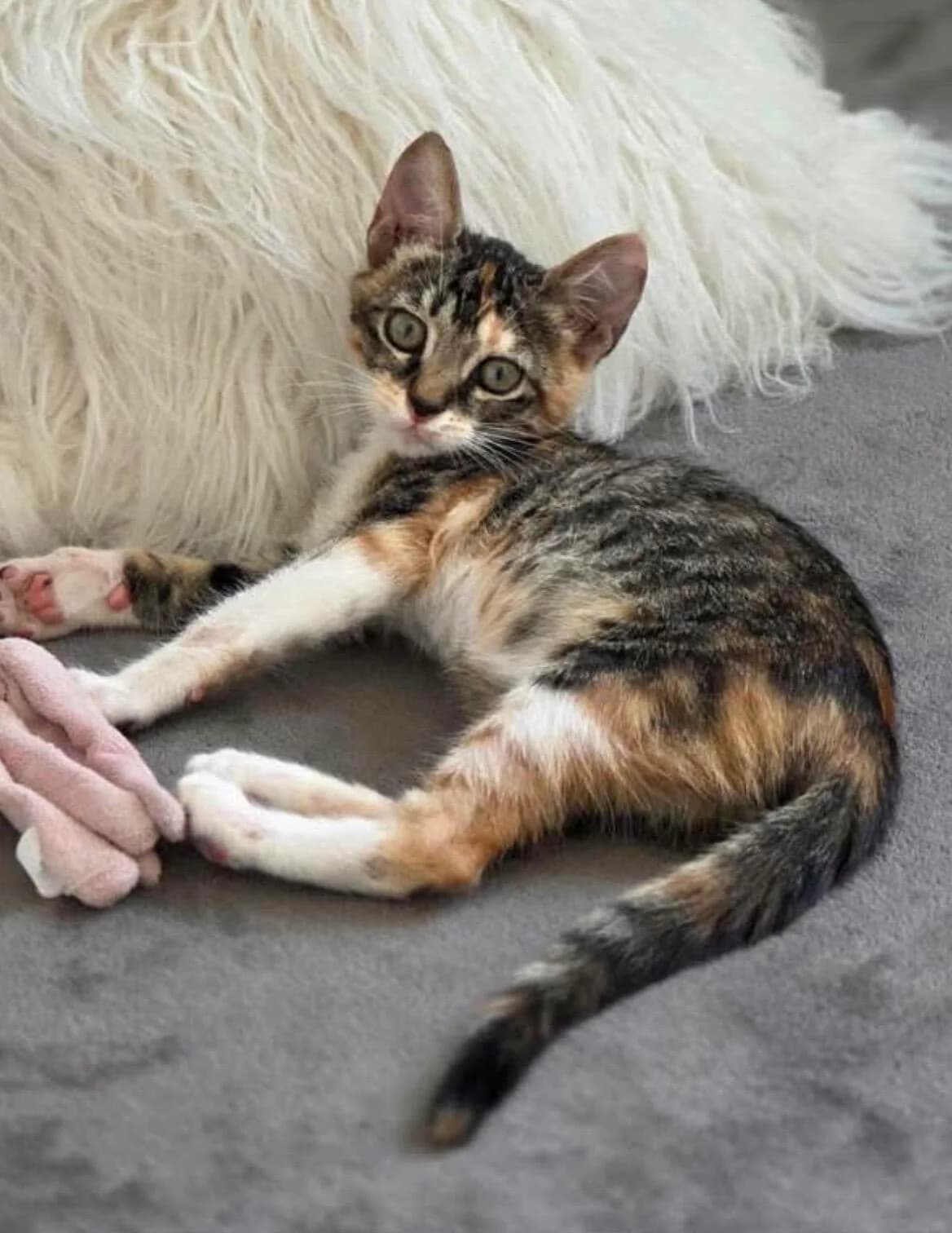 Kusya 🐾 blüht auf 🌸, female puppy mixed breed for adoption at Heroes for Cyprus Cats / Zypernkatzen, Kirchheim bei München
