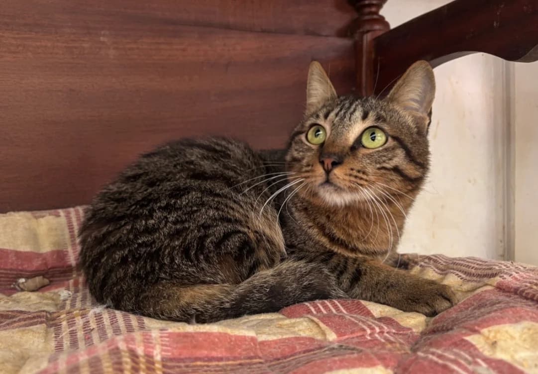 Leonidas🐾will mal löwenstark werden 🦁, male young mixed breed for adoption at Heroes for Cyprus Cats / Zypernkatzen, Kirchheim bei München