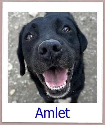 Shilo, Mixed Breed (Zypernpfoten in Not e.V.)