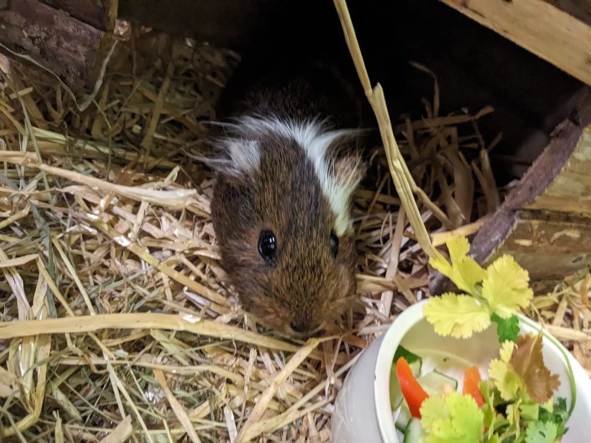 Degu Quartett, male young mixed breed for adoption at Tierheim Ingolstadt, Ingolstadt