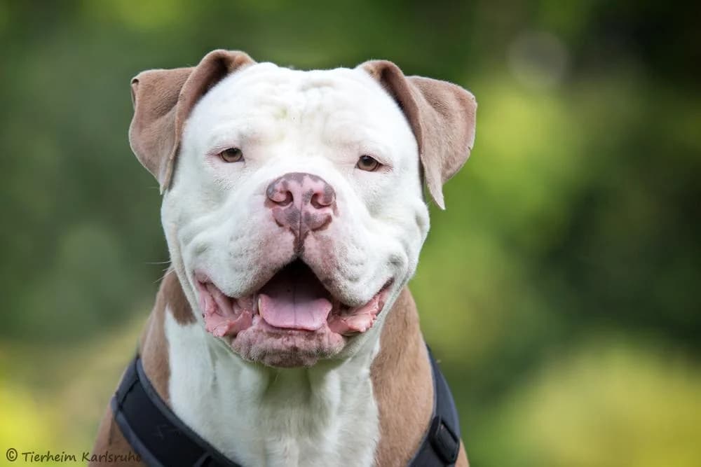 Dicker, white male Mixed Breed for adoption at Tierheim Karlsruhe, Karlsruhe